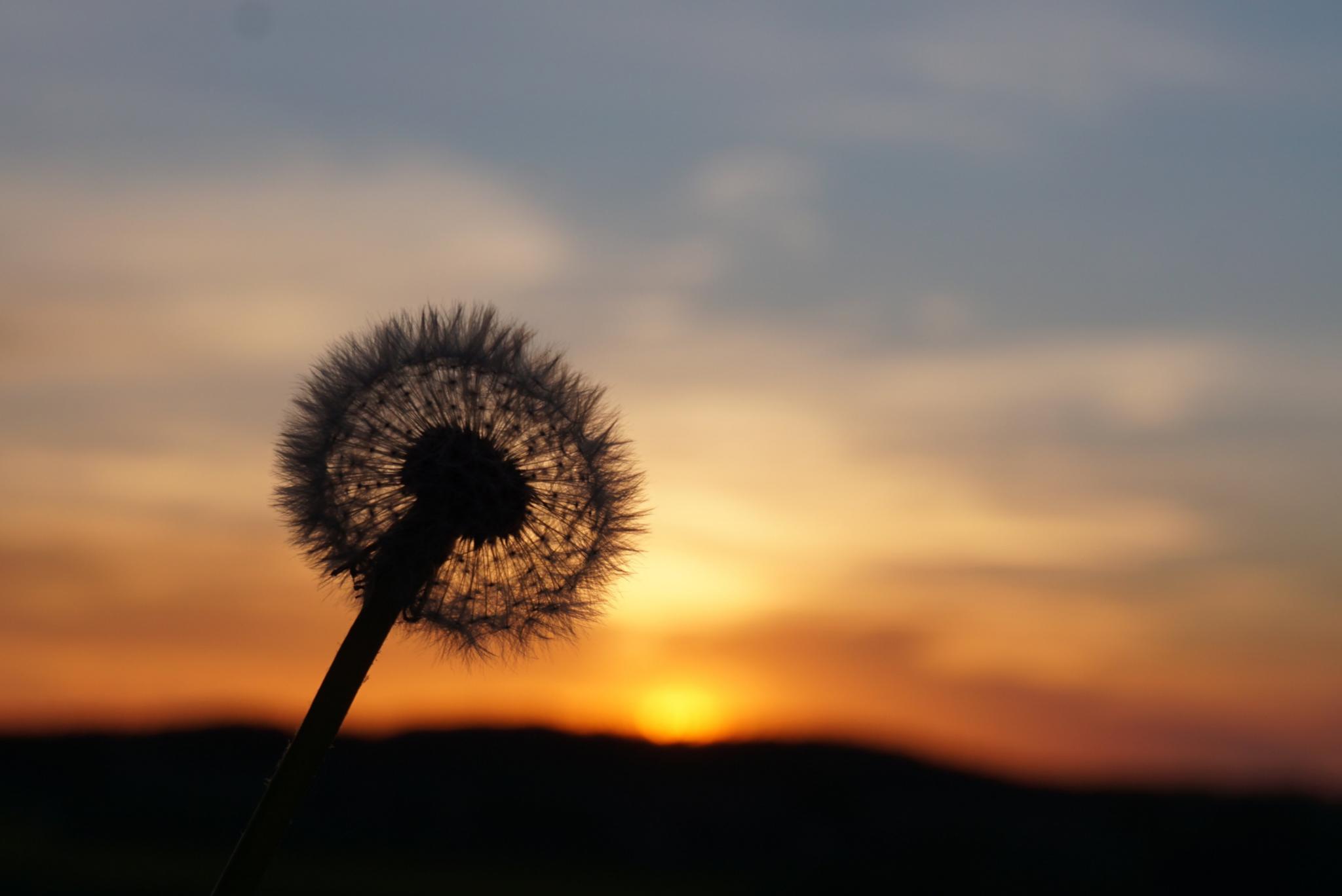 Pusteblume