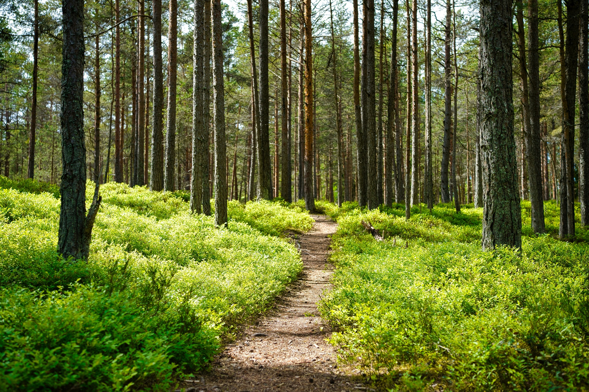 Symbolbild: Weg durch Wald mit begrünten Flächen
